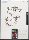 Foto von Salix reticulata L.